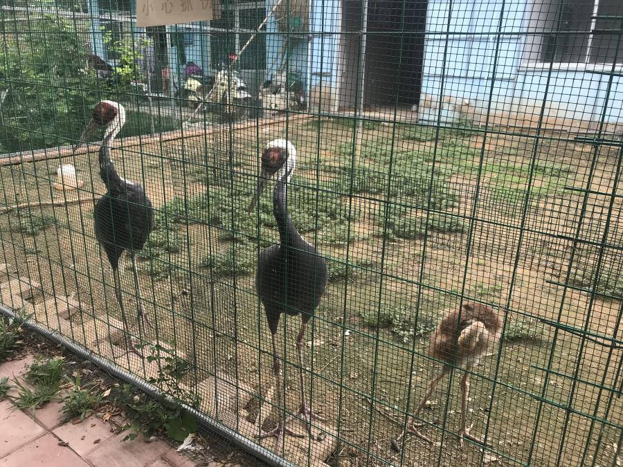 天鵝湖風(fēng)景區(qū)（泰山）速覽！(圖6)