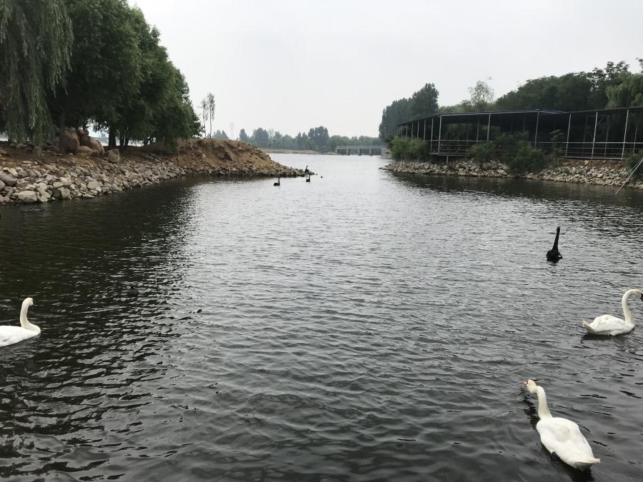 天鵝湖風(fēng)景區(qū)（泰山）速覽！(圖14)