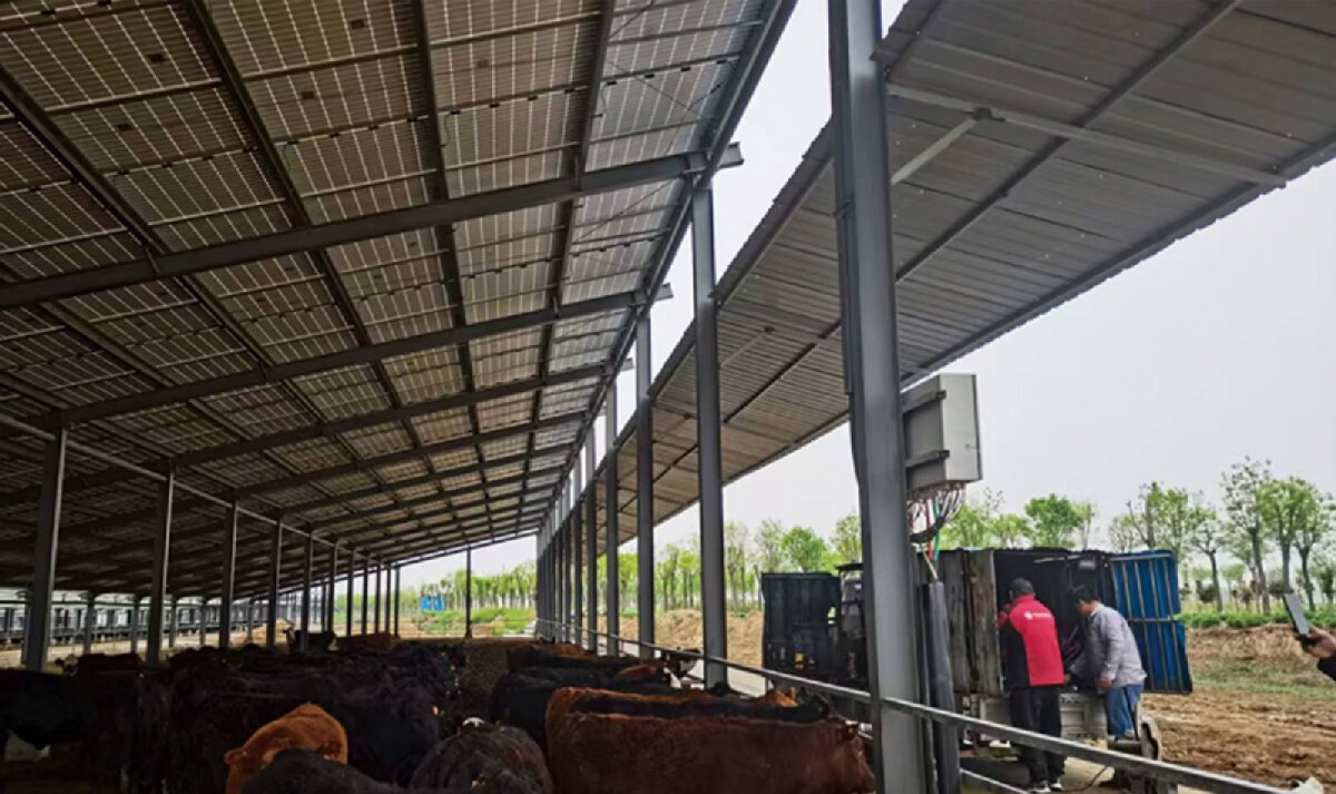 信橋鋼構(gòu)：打卡蒙陰農(nóng)業(yè)溫室大棚、青州黑牛養(yǎng)殖基地！(圖4)